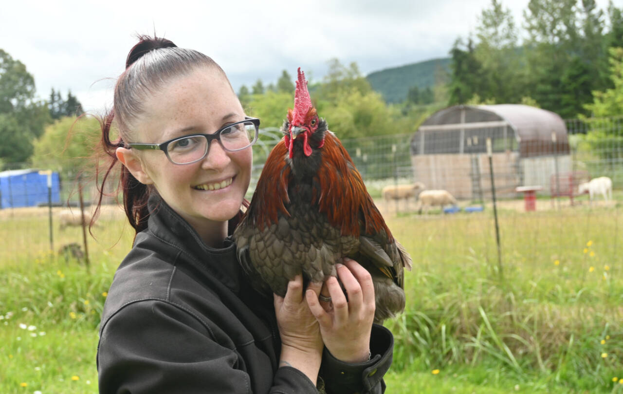 Sequim Gazette photo by Michael Dashiell
Shayna Robnett holds Phoenix, a rooster abandoned near Baker Dip near Morse Creek, at Lillys Safe Haven in Port Angeles. Robnett estimates the nonprofit has rescued more than 70 roosters since its inception about four years ago.