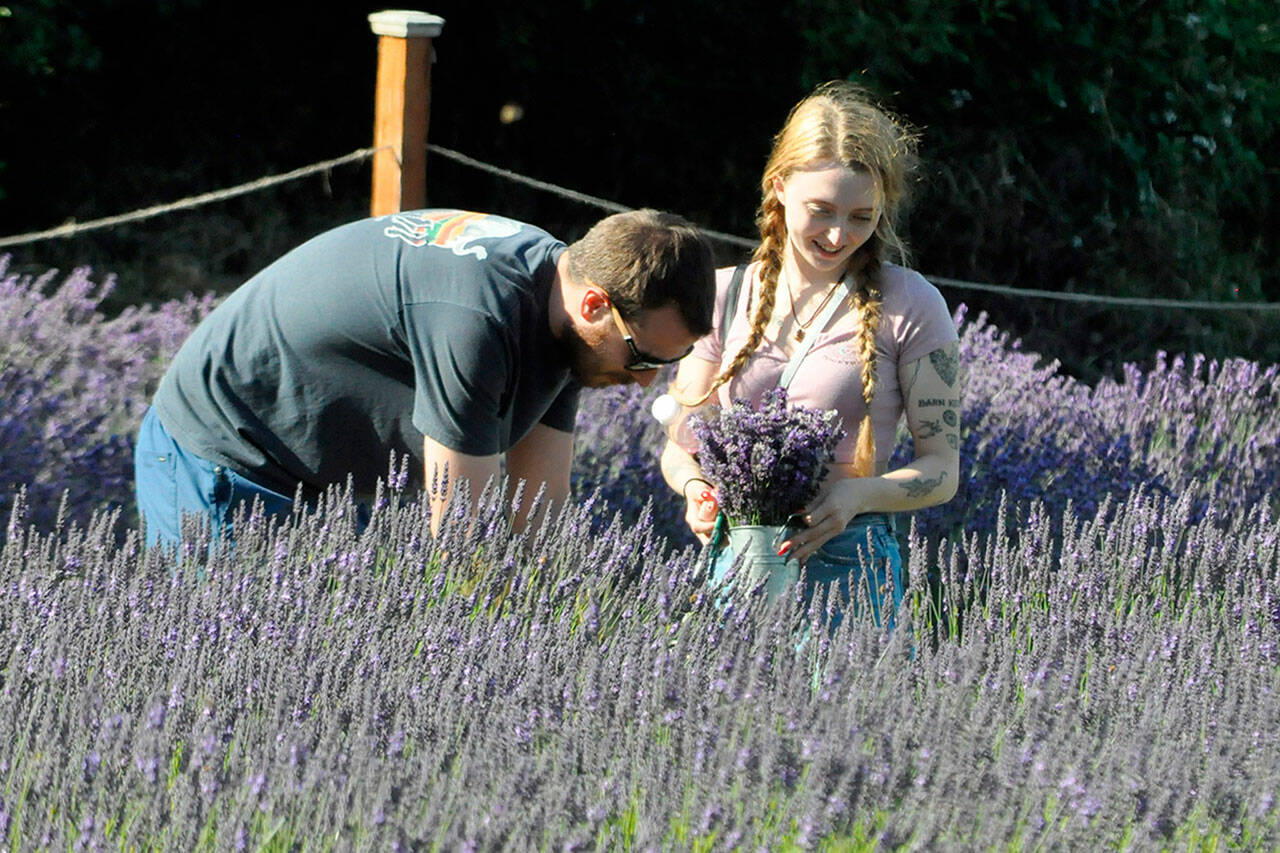 Sequim Gazette photo by Matthew Nash
Hayden Samuels and Alex Barden of Port Angeles cut a lavender bundle together at Fat Cat Garden & Gifts on July 21. They had the day off and went to a handful of farms to cut lavender. Its a magical moment, Samuels said.
