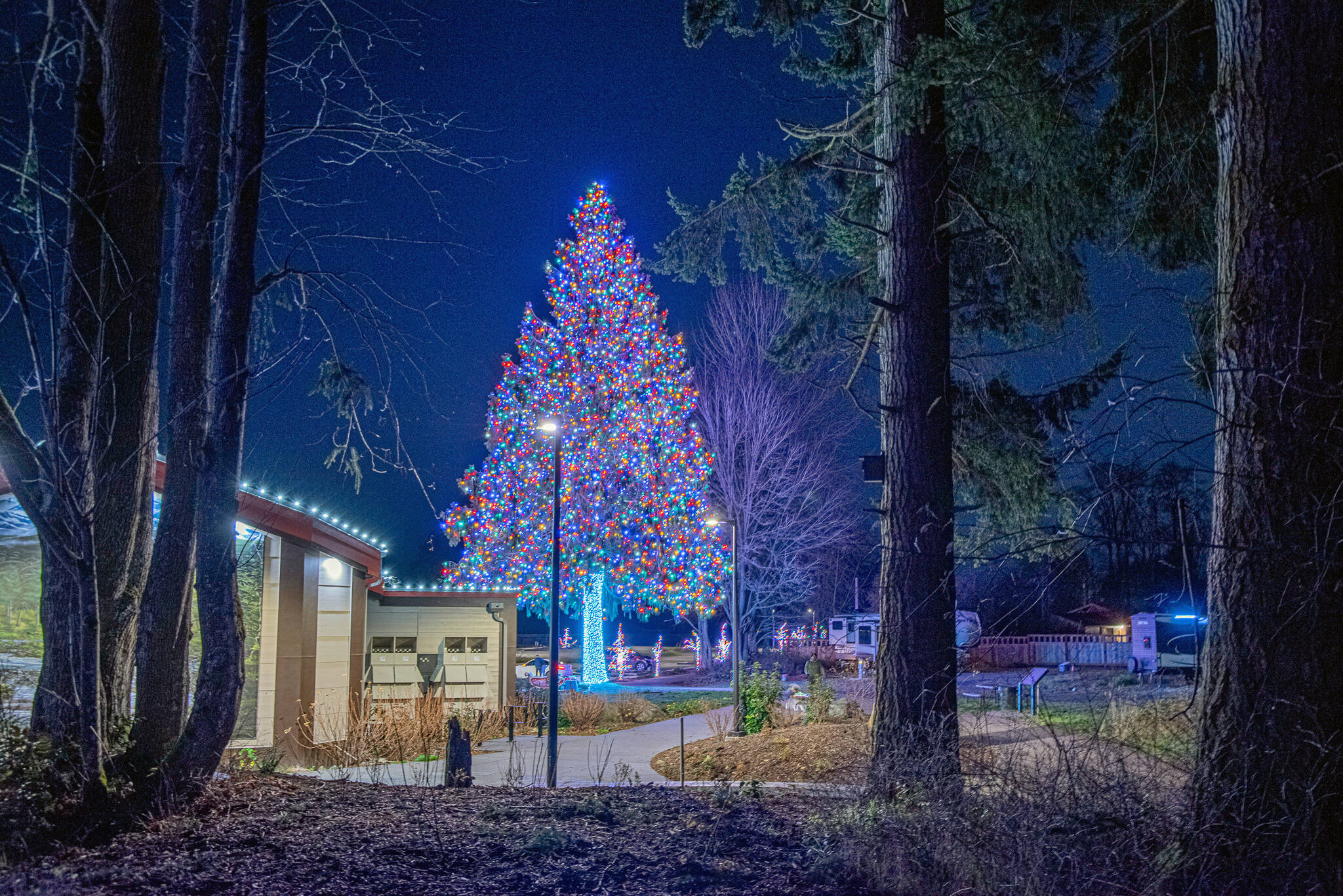 Sequim Gazette photo by Emily Matthiessen
How many lights would you say are on this 90-foot tree? Spoiler alert: a lot!
Staff at the Dungeness River Nature Center held a contest on social media asking just that and they revealed on Dec. 20 there are 11,684 lights! They awarded a gift card for a guess of 12,000. The lights will be up in Railroad Bridge Park at 1943 W. Hendrickson Road in Sequim through the end of December. Jamestown SKlallam Tribe contracts P. Walker Inc. to place more than three million lights at its businesses and campuses each year. See more photos of the bridge and centers lights at the Gazettes website.