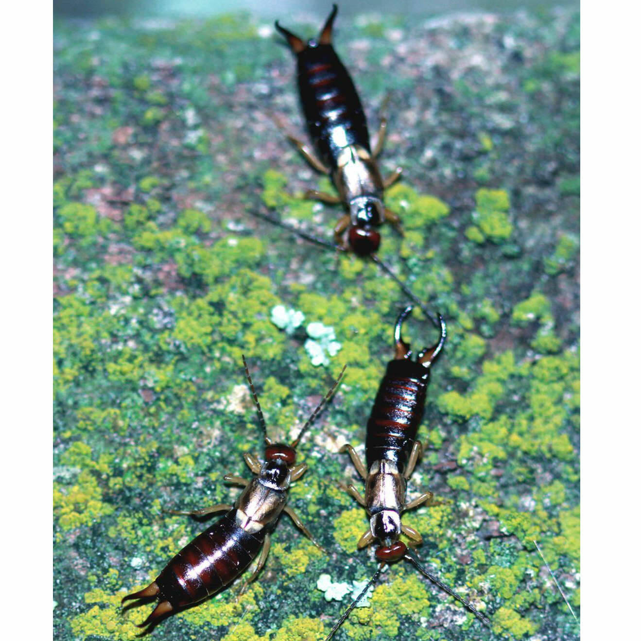 Photo by Whitney Cranshaw, Bugwood.org 
Earwigs are not dangerous to humans, but sometimes feed on plants.