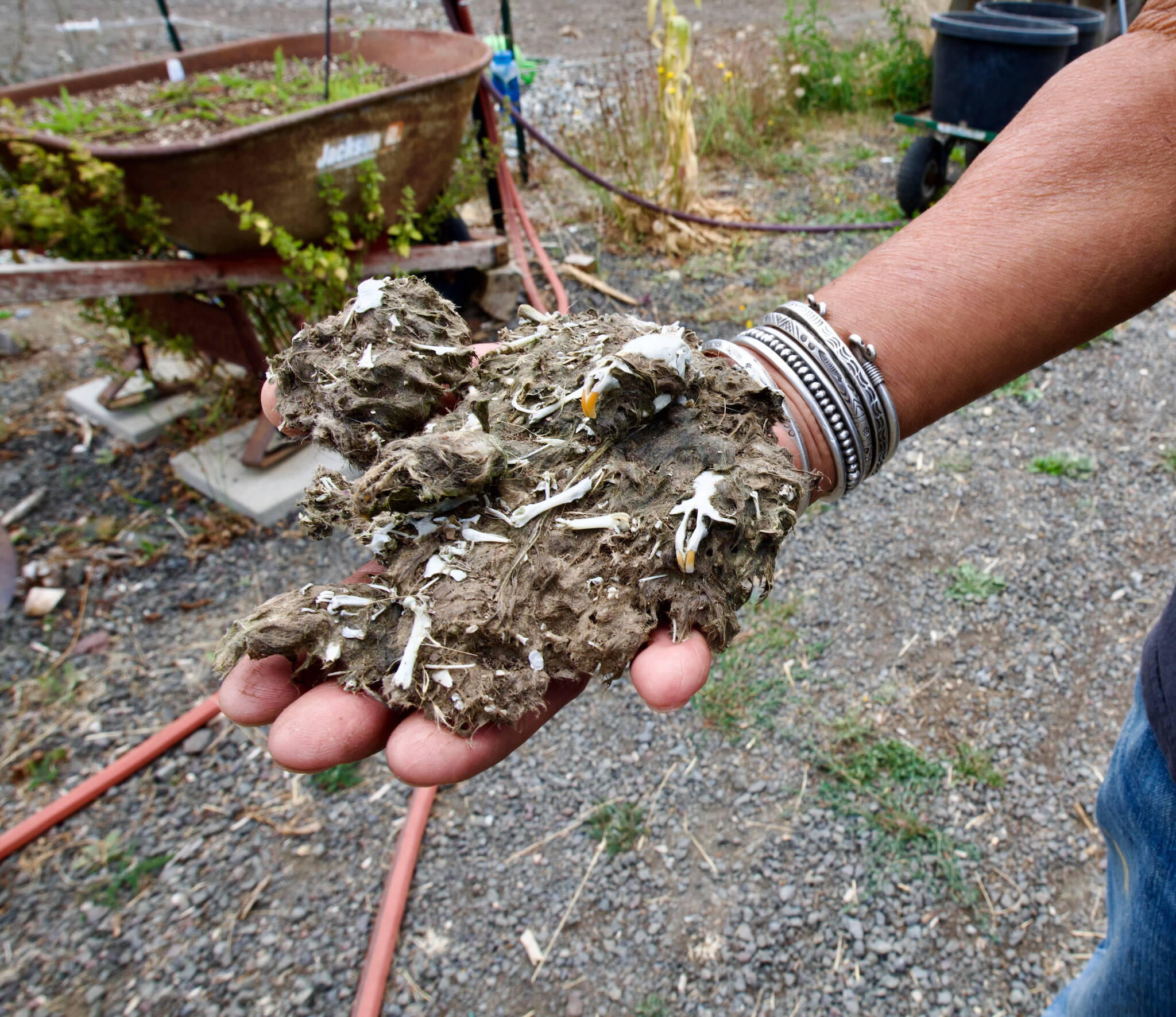 Sequim Gazette photo by Jacques Star/ Bert Corales shows an owl pellet that is almost bigger than his hand.