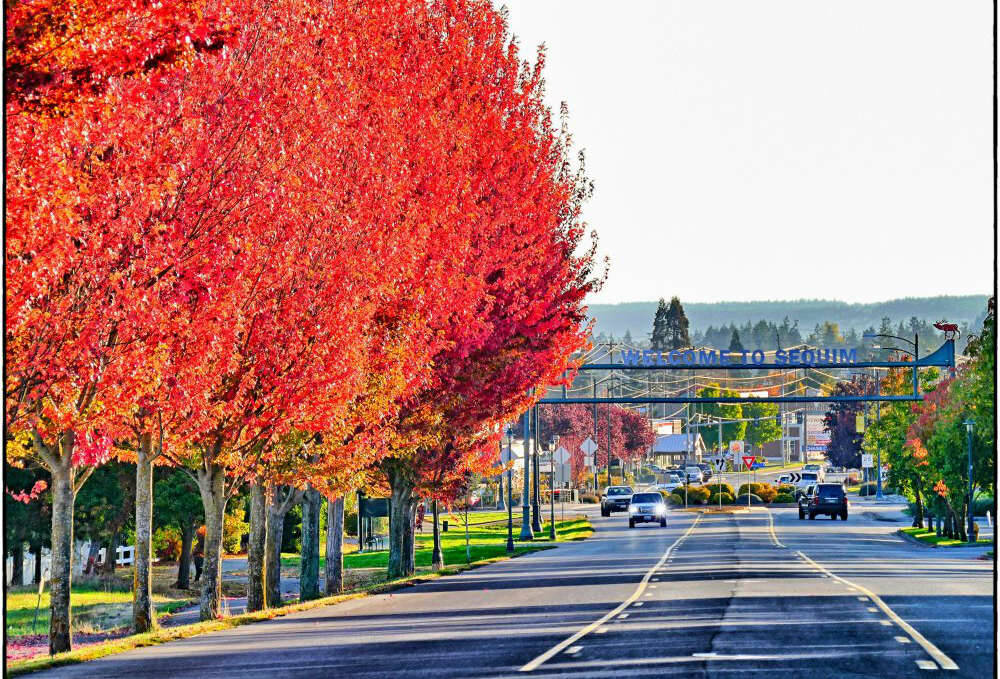 Photo by Bob Lampert
The stunning colors of autumn are on full display on the red maple trees that line West Washington Street near the sign that welcomes people to Sequim. Heading into November, temperatures in Sequim are expected to be around the mid-50s.