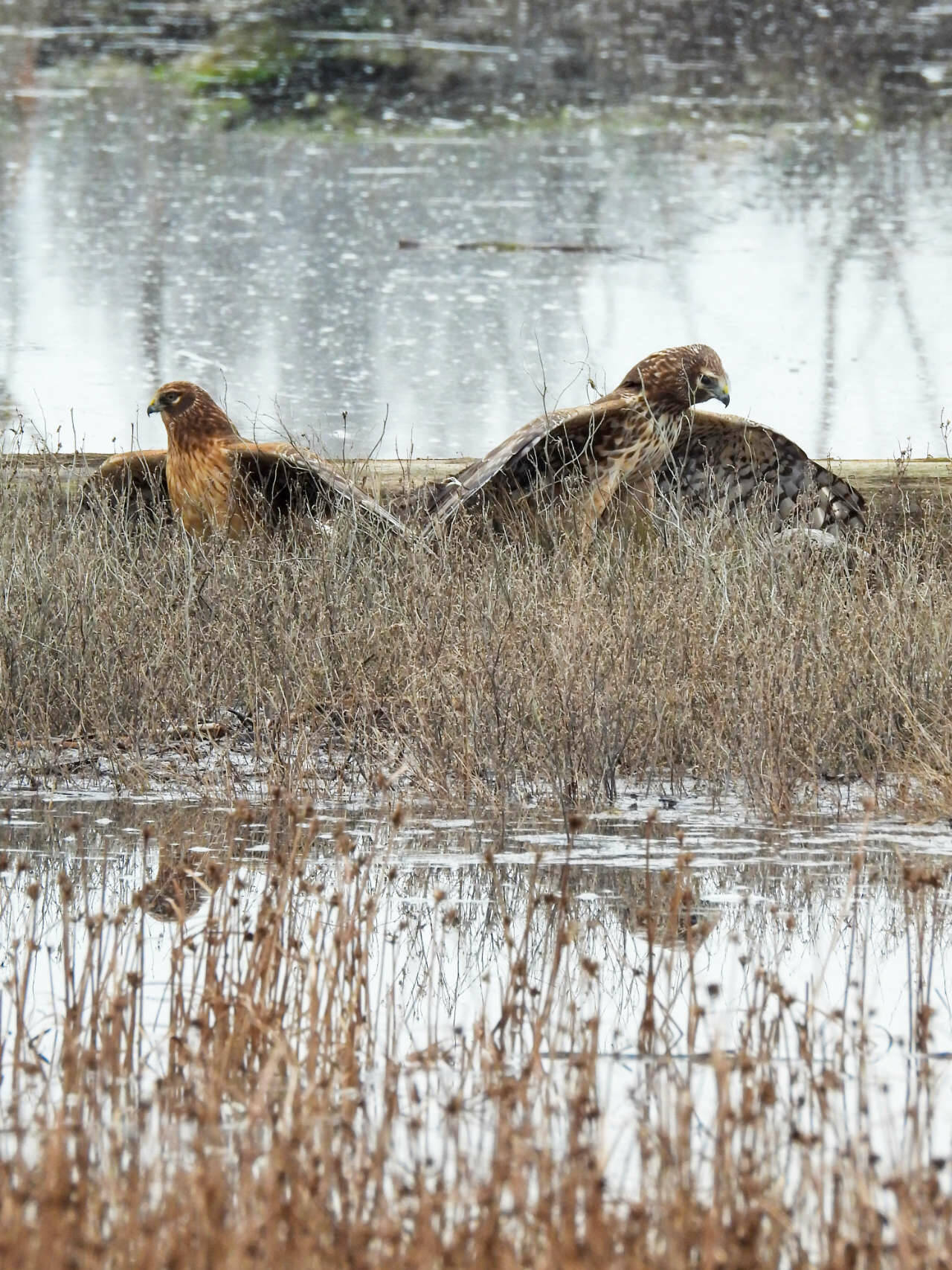 Photo by Teresa Herrera/ This pair of Northern Harrier hawks were spotted in the estuary at Three Crabs Road on New Years Day. The name harrier comes from the birds habit of raiding or harrying its prey.