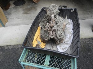 In early January a partial skull of what’s likely a Columbian mammoth emerged from eroding bluffs surrounding Sequim Bay. Officials with the Burke Museum of Natural History and Culture have since collected the fossil