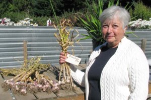 Growing Garlic