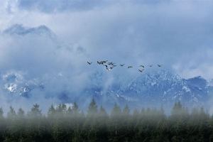 Our Birds: The Local Patch