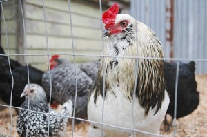 The resident flock of chickens at Agnew Grocery and Feed