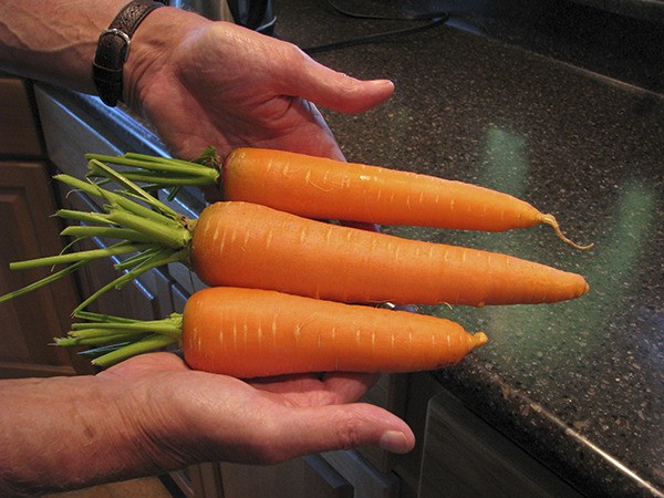 Master Gardener John Norgord says the Olympic Peninsula is a good place to grow carrots.