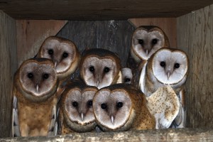 Raptor Center rehabbing 14 baby owls