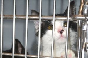 Humane endeavor