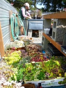 Sea of Sedum