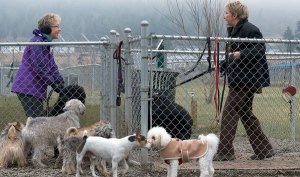 Upgrades due for Carrie Blake Park