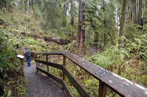 The mighty Quinault