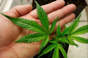 Marijuana application numbers growing