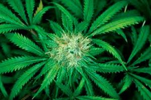 Marijuana decisions left in local hands