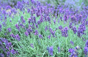 Sequim lavender group accepting artwork for show