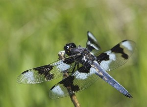 An eight-spot skimmer.
