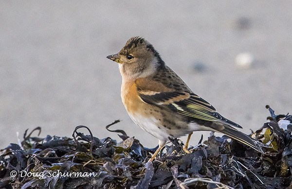 A brambling in Neah Bay.