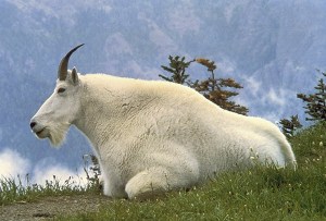 Wildlife biologists are conducting a population census of non-native mountain goats in Olympic National Park.