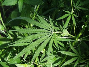 County commissioners look to extend pot zoning controls