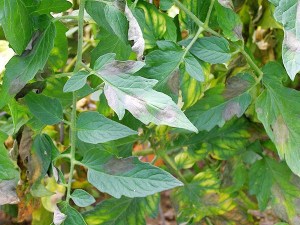 The fungal disease Late Blight can wipe out a tomato garden in just a few days.