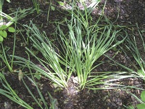 Spring-flowering bulbs.