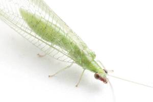 Lacewing