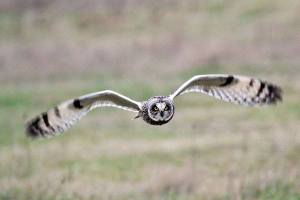 Our Birds: A tale of owls