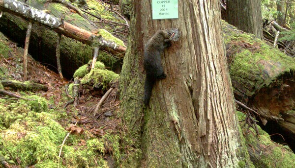 This photograph captures an individual fisher from June. Because the fisher isn’t wearing a radio collar