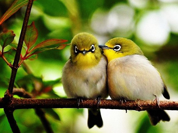 Learn how to make yards bird-friendly