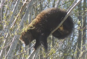 Scientists are working to learn more about a fisher
