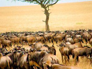 Smiles on the Safari