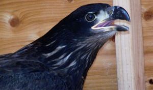 Bald eagle to be released in Sequim
