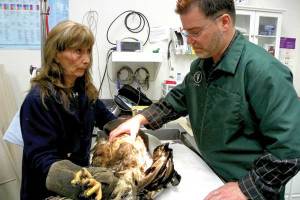 Bald eagle begins rehabilitation prior to release