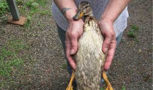 Darted duckling on the mend