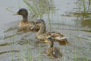 Blow-darted duckling reunited with family