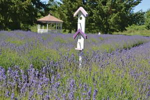 Fifteen years of lavender with new angle