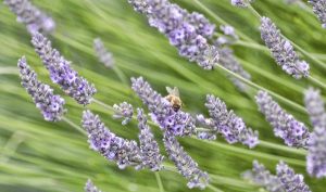 Lavender blooms in Sequim