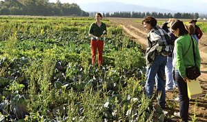 First steps to pursuing a local diet
