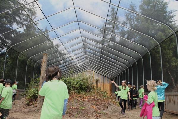 In celebration of the structure’s completion more than 40 students from Grant Street Elementary that helped to fundraise for the relocation of the 100-foot flight pen visited the Discovery Bay Wild Bird Rescue on June 10.