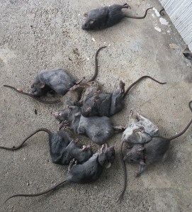 One Sequim homeowner used spring traps to catch multiple rats in an outbuilding/garage at a time. In a week’s span