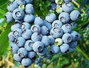 Blueberries.