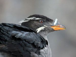 Hundreds of rhinoceros auklet bodies have washed ashore on the Olympic Peninsula since May.