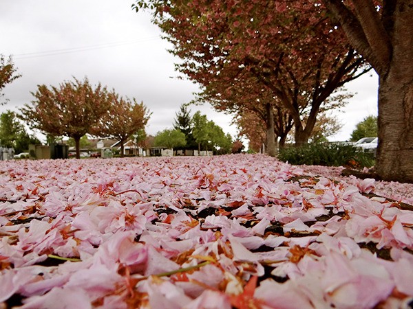 Contributor Heidi Wallenborn of Sequim spotted this outpouring of pink on the corner of Fifth Avenue and Hendrickson Road on Sunday.