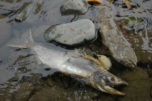 Veterinary officials warn of salmon poisoning disease