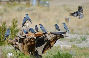 Learn how to attract birds