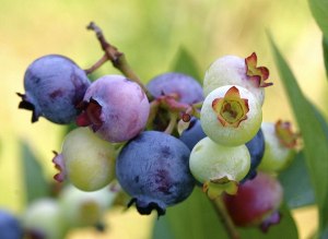 Get it Growing: Fall and winter berry care