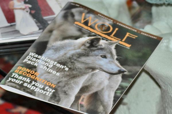 Photographer at the wolf's door