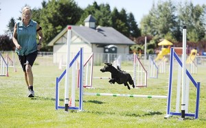 Margaret Miles looks on as her miniature poodle Reno leaps over an obstacle at the Hurricane Ridge Kennel Club’s agility trials on Aug. 7.