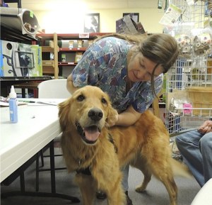 Dr. Anna Maria Gardner gives a homeopathic treatment to a golden retriever.